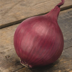 Cebula Red Ray f1  Precision  250 000 nasion st